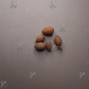 Pálmamag dekoráció. Tökéletes karácsonyra akár koszorúkészítéshez.