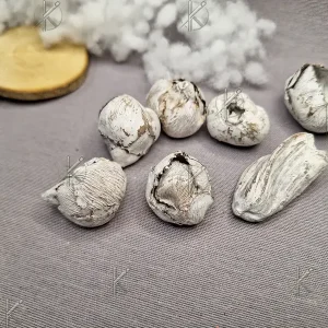 Mini kókusz termés